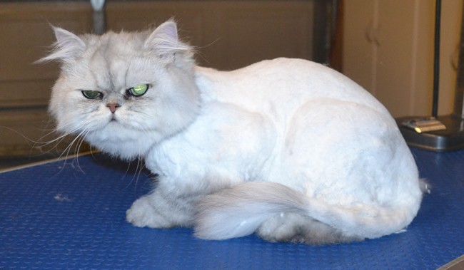 Charlie is a Persian Chinchilla.  He had his matted fur shaved off, nails clipped, ears cleaned and a wash n blow dry.  Pampered by Kylies Cat Grooming Services Also All Size Dogs.