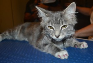 Alaska is a 12 week old medium Hair Domestic. She is wearing Glitter Pink Softpaw Nail Caps.Pampered by Kylies Cat Grooming Services also all size dogs.