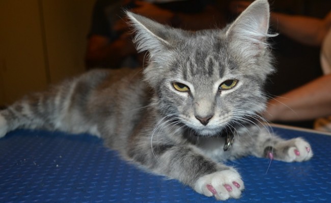 Alaska is a 12 week old medium Hair Domestic. She is wearing Glitter Pink Softpaw Nail Caps.Pampered by Kylies Cat Grooming Services also all size dogs.