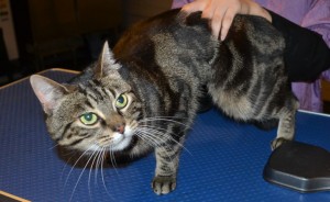 Lana is a Short hair Domestic. She had her fur shaved down, nails clipped, ears cleaned and a wash n blow dry.Pampered by Kylies Cat Grooming Services also all size dogs.