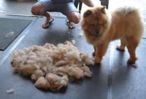 Booboo is a Chow Chow. He had a 4 hour groom. He had his fur raked, a wash n blow dry, legs scissor cut, a long clip all over except his head and his ears cleaned. Pampered by Kylies Cat Grooming Services also all size dogs.