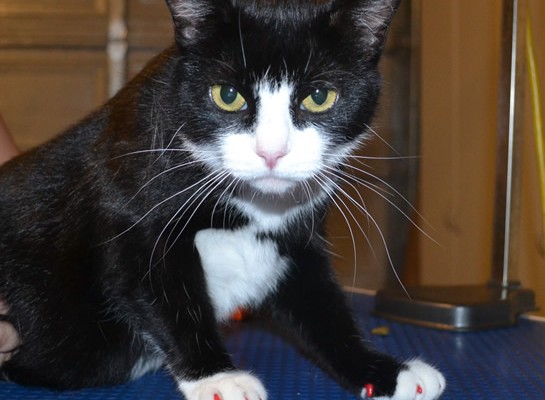 Angelina is a Short hair Domestic who came in for some Red Softpaw nail caps.  Pampered by Kylies Cat Grooming Services also all size dogs.
