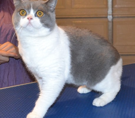 Axel is a British Short Hair. He had his nails clipped, fur shaved and ears cleaned. He came in with some nice Blue Softpaw nail caps.  Pampered by Kylies Cat Grooming Services also all size dogs.