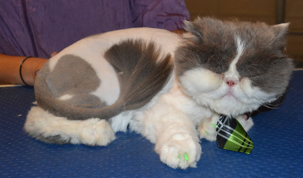Frankie is a Persian. He had his fur shaved down, nails clipped, ears and eyes cleaned, a wash n blow dry and green Softpaw nail caps.   Pampered by Kylies Cat Grooming Services also all size dogs.