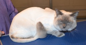 Luka is a Ragdoll. He had his matted fur shaved down, nails clipped, ears cleaned and a wash n blow dry. Pampered by Kylies Cat Grooming Services also all size dogs.