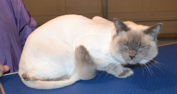 Luka is a Ragdoll. He had his matted fur shaved down, nails clipped, ears cleaned and a wash n blow dry. Pampered by Kylies Cat Grooming Services also all size dogs.