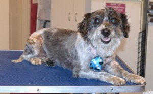 Jack is a Poodle x Schnauzer. He had his fur clipped short, nails clipped, ears cleaned, and a wash n blow dry. Pampered by Kylies Cat Grooming Services also all size dogs.