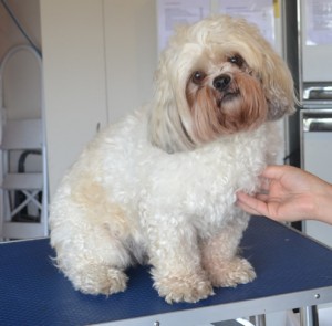 Lilly is a Maltese x Shih Tzu. She had her fur clipped short, nails clipped, ears and eyes cleaned and a wash n blow dry. Pampered by Kylies Cat Grooming Services also all size dogs.