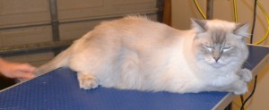 Chloe is a Ragdoll. She had her fur shaved off, nails clipped, ears cleaned and a wash n blow dry. Pampered by Kylies Cat Grooming Services also all size dogs.
