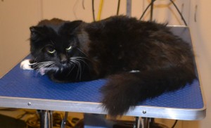 Boo is a Medium Hair Domestic. He had his fur shaved down, nails clipped, ears cleaned and Glitter Blue Softpaw nail caps. Pampered by Kylies Cat Grooming Services also all size dogs.