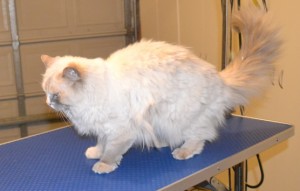 Possum is a Ragdoll. She had her matted fur shaved out, nails clipped, ears cleaned and a wash n blow dry. Pampered by Kylies Cat Grooming Services also all size dogs.