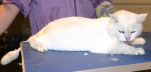 Ash is a British Short hair x Chinchilla. He had his matted fur shaved off and his nails clipped. He was one crazy scary cat. I wouldn't want to meet him in a dark ally! Pampered by Kylies Cat Grooming Services also all size dogs.