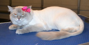 Chloe is a Ragdoll. She had her fur shaved off, nails clipped, ears cleaned and a wash n blow dry. Pampered by Kylies Cat Grooming Services also all size dogs.