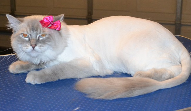 Chloe is a Ragdoll. She had her fur shaved off, nails clipped, ears cleaned and a wash n blow dry. Pampered by Kylies Cat Grooming Services also all size dogs.