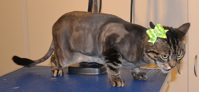 Lana is a Short hair Domestic. She had her fur shaved down, nails clipped, ears cleaned and a wash n blow dry.Pampered by Kylies Cat Grooming Services also all size dogs.