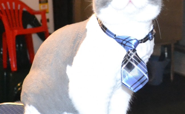 Axel is a British Short Hair. He had his nails clipped, fur shaved and ears cleaned. He came in with some nice Blue Softpaw nail caps.  Pampered by Kylies Cat Grooming Services also all size dogs.