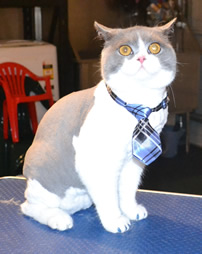 Axel is a British Short Hair. He had his nails clipped, fur shaved and ears cleaned. He came in with some nice Blue Softpaw nail caps.  Pampered by Kylies Cat Grooming Services also all size dogs.