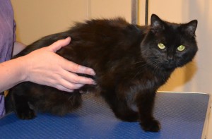 Priscilla is a Medium hair Domestic. She had her fur shaved down, nails clipped, ears cleaned and a full set of Baby Pink Softpaw nail caps. Pampered by Kylies Cat Grooming Services also all size dogs.