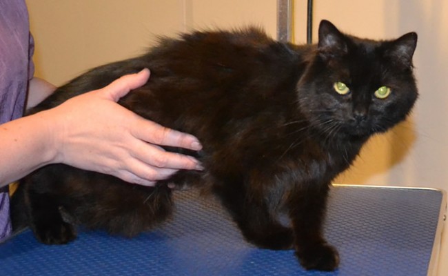 Priscilla is a Medium hair Domestic. She had her fur shaved down, nails clipped, ears cleaned and a full set of Baby Pink Softpaw nail caps. Pampered by Kylies Cat Grooming Services also all size dogs.