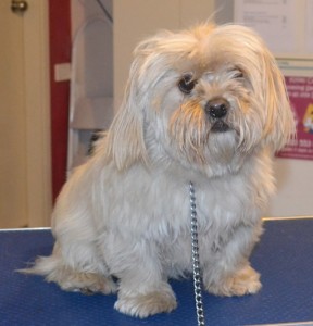 Eve is a Maltese x Tibetan Spaniel. She had her fur clipped short, nails clipped, ears and eyes cleaned, and a wash n blow dry. Pampered by Kylies Cat Grooming Services also all size dogs.