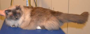Bucky is a Great Big Birman. He had his fur shaved, nails clipped, ears cleaned and a full set of Glitter Purple Softpaw nail caps. Pampered by Kylies Cat Grooming Services also all size dogs.
