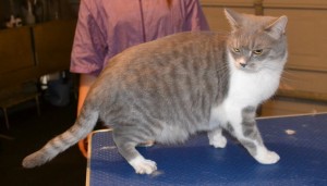 Tiny is a Exotic short hair x. She had her fur shaved down, nails clipped and ears cleaned. Pampered by Kylies Cat Grooming Services also all size dogs.