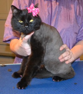 Priscilla is a Medium hair Domestic. She had her fur shaved down, nails clipped, ears cleaned and a full set of Baby Pink Softpaw nail caps. Pampered by Kylies Cat Grooming Services also all size dogs.