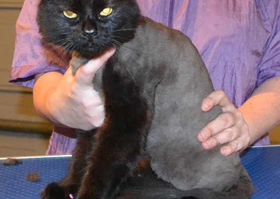 Priscilla is a Medium hair Domestic. She had her fur shaved down, nails clipped, ears cleaned and a full set of Baby Pink Softpaw nail caps. Pampered by Kylies Cat Grooming Services also all size dogs.