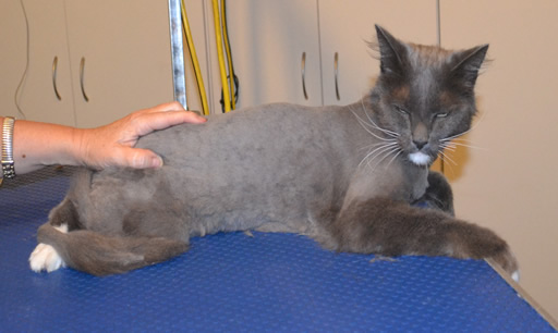 Wolverine is a Medium Hair Domestic.  He had his matted fur shaved down, nails clipped and ears cleaned.  Pampered by Kylies Cat Grooming services Also All Size Dogs.
