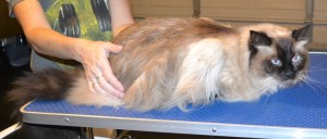 Jethro is a Ragdoll. He had his fur shaved down, nails clipped and a wash. He was one crazy cat, as you can tell in the after pic. But i got him done. Pampered by Kylies Cat Grooming Services also all size dogs.