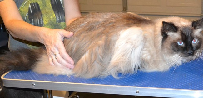 Jethro is a Ragdoll. He had his fur shaved down, nails clipped and a wash.  He was one crazy cat, as you can tell in the after pic. But i got him done. Pampered by Kylies Cat Grooming Services also all size dogs.