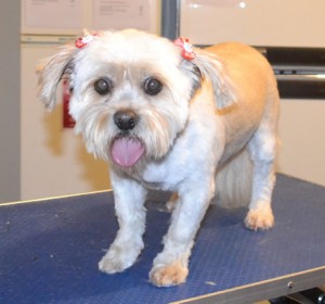 Eve is a Maltese x Tibetan Spaniel. She had her fur clipped short, nails clipped, ears and eyes cleaned, and a wash n blow dry. Pampered by Kylies Cat Grooming Services also all size dogs.