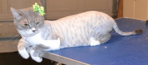 Tiny is a Exotic short hair x. She had her fur shaved down, nails clipped and ears cleaned. Pampered by Kylies Cat Grooming Services also all size dogs.
