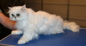 Caeser is a Persian Chinchilla. He had his matted fur shaved down, nails clipped, ears and eyes cleaned, a wash n blow dry and a full set of Green Softpaw nail caps. Pampered by Kylies Cat Grooming services Also All Size Dogs.
