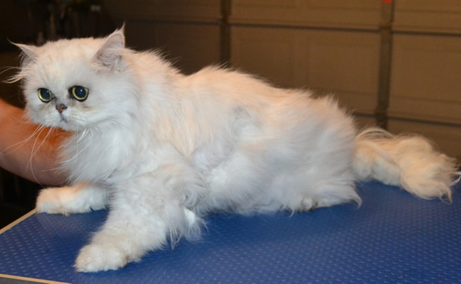 Caeser is a Persian Chinchilla.  He had his matted fur shaved down, nails clipped, ears and eyes cleaned, a wash n blow dry and a full set of Green Softpaw nail caps.  Pampered by Kylies Cat Grooming services Also All Size Dogs.