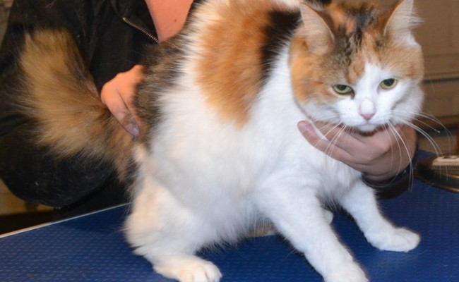 Gloria is a is a Medium hair Domestic. She had her fur shaved down, nails clipped and ears cleaned. Pampered by at Kylies Cat Grooming Services also all size dogs.