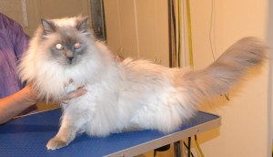 Karma is a 12 yr old Ragdoll. He had his matted fur shaved down, nails clipped and ears cleaned. Pampered by Kylies Cat Grooming Services also all size dogs.