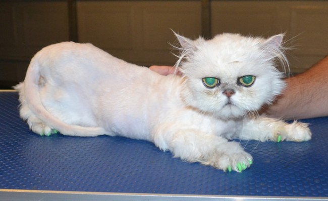 Caeser is a Persian Chinchilla.  He had his matted fur shaved down, nails clipped, ears and eyes cleaned, a wash n blow dry and a full set of Green Softpaw nail caps.  Pampered by Kylies Cat Grooming services Also All Size Dogs.