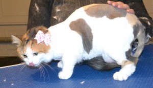 Gloria is a is a Medium hair Domestic. She had her fur shaved down, nails clipped and ears cleaned. Pampered by at Kylies Cat Grooming Services also all size dogs.