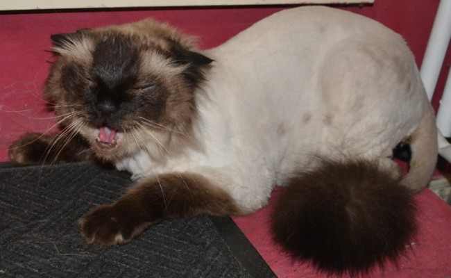 Jethro is a Ragdoll. He had his fur shaved down, nails clipped and a wash.  He was one crazy cat, as you can tell in the after pic. But i got him done. Pampered by Kylies Cat Grooming Services also all size dogs.