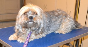 Diesel is a Maltese x Shih Tzu. He had a wash n blow dry, his fur clipped down, nails clipped and ears cleaned. Pampered by Kylies Cat Grooming Services also all size dogs.