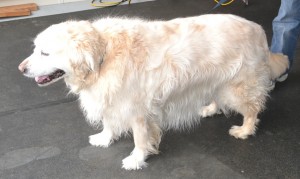 Bridie is a 12 year old Golden Retriever. She had her fur raked, wash n blow dry, nails clipped ears cleaned and fur clipped in certain places to make her hair more manageable. Pampered by Kylies Cat Grooming Services also all size dogs.