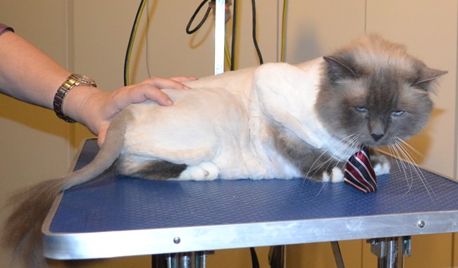 Bucky is a Great Big Birman. He had his fur shaved, nails clipped, ears cleaned and a full set of Glitter Purple Softpaw nail caps.  Pampered by Kylies Cat Grooming Services also all size dogs.
