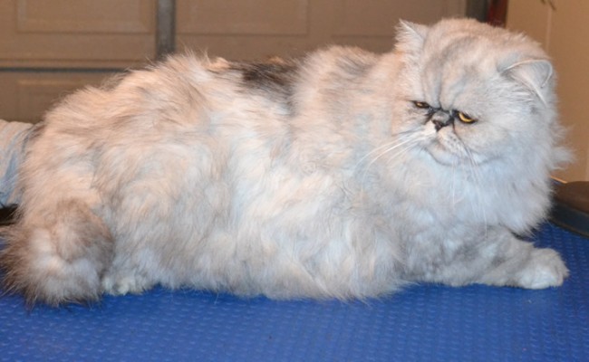 Lewis is a  Female Persian Chinchilla.  She had her fur shaved down, nails clipped and ears and eyes cleaned.  Pampered by Kylies Cat Grooming services Also All Size Dogs.