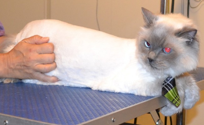 Karma is a 12 yr old Ragdoll. He had his matted fur shaved down, nails clipped and ears cleaned. Pampered by Kylies Cat Grooming Services also all size dogs.