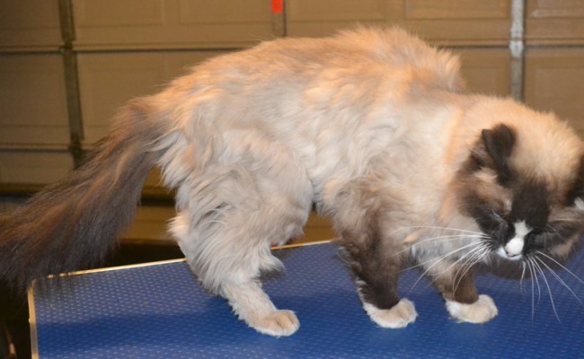 Taj is a Ragdoll. He had his matted fur shaved out, nails clipped, ears cleaned and a wash n blow dry. Pampered by Kylies Cat Grooming Services also all size dogs.