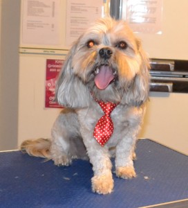 Diesel is a Maltese x Shih Tzu. He had a wash n blow dry, his fur clipped down, nails clipped and ears cleaned. Pampered by Kylies Cat Grooming Services also all size dogs.
