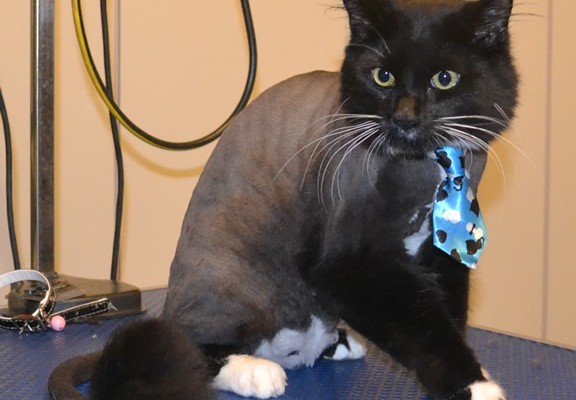 Boo is a Medium Hair Domestic. He had his fur shaved down, nails clipped, ears cleaned and Glitter Blue Softpaw nail caps.  Pampered by Kylies Cat Grooming Services also all size dogs.