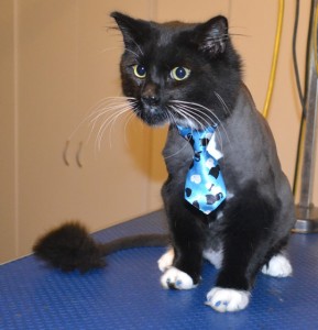 Boo is a Medium Hair Domestic. He had his fur shaved down, nails clipped, ears cleaned and Glitter Blue Softpaw nail caps. Pampered by Kylies Cat Grooming Services also all size dogs.