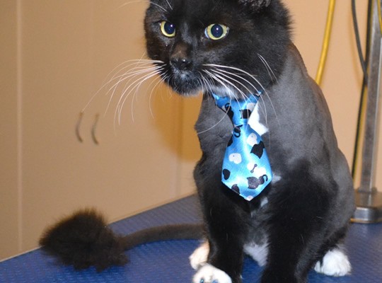 Boo is a Medium Hair Domestic. He had his fur shaved down, nails clipped, ears cleaned and Glitter Blue Softpaw nail caps.  Pampered by Kylies Cat Grooming Services also all size dogs.